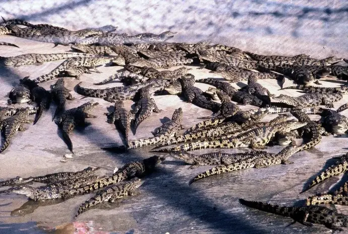 Crocodiles at Crocodile farm