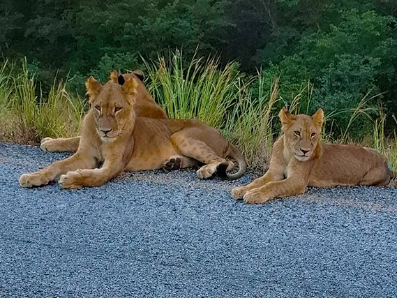 a pride of lions